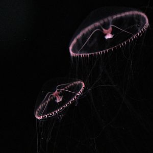 Purple Lipped Jellies (Earlaria Pupurea)