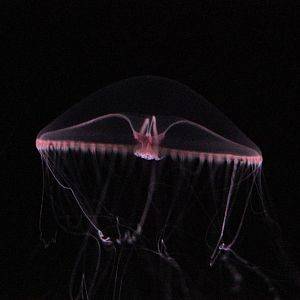 Purple Lipped Jelly (Earlaria Pupurea)