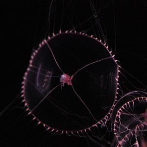 Purple Lipped Jelly (Earlaria Pupurea)