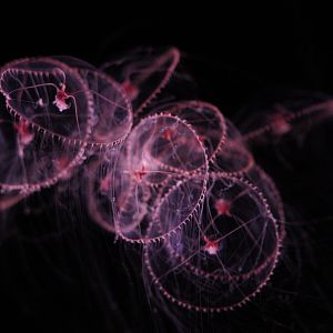 Purple Lipped Jellies in a Tangle (Earlaria Pupurea)