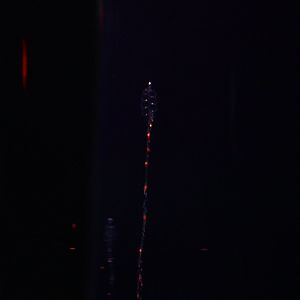 Common Siphonophore (Nanomia Bijuga)