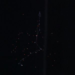 Common Siphonophore (Nanomia Bijuga)