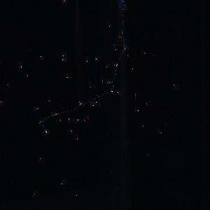 Common Siphonophore (Nanomia Bijuga)