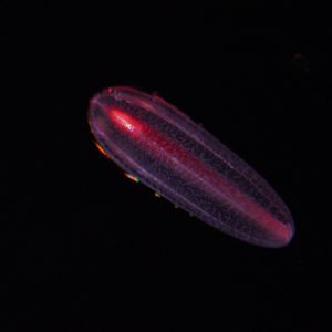 Abyssal Comb Jelly (Beroe Abyssicola)