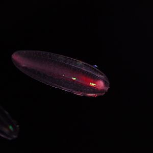Abyssal Comb Jelly (Beroe Abyssicola)