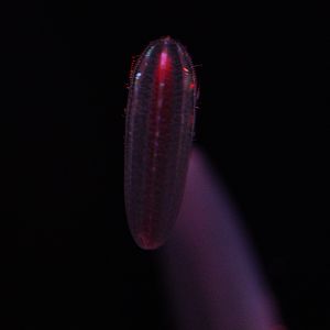 Abyssal Comb Jelly (Beroe Abyssicola)