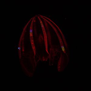 Bloody Belly Comb Jelly (Lampocteis Cruentiventer)