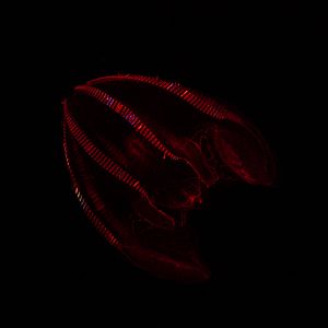 Bloody Belly Comb Jelly (Lampocteis Cruentiventer)
