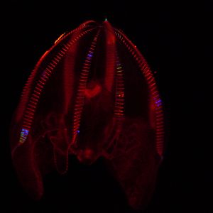 Bloody Belly Comb Jelly (Lampocteis Cruentiventer)