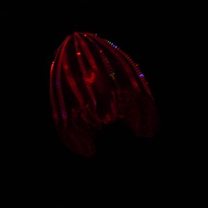 Bloody Belly Comb Jelly (Lampocteis Cruentiventer)