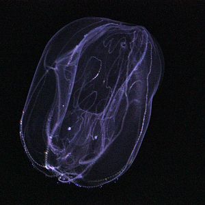 Umbrella Comb Jelly (Thalassocalyce Inconstans)