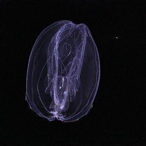 Umbrella Comb Jelly (Thalassocalyce Inconstans)
