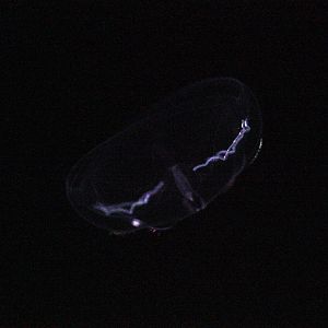 Umbrella Comb Jelly (Thalassocalyce Inconstans)