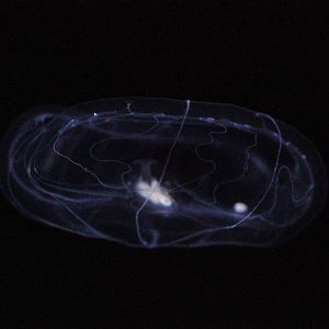 Umbrella Comb Jelly (Thalassocalyce Inconstans)