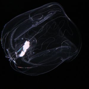 Umbrella Comb Jelly (Thalassocalyce Inconstans)