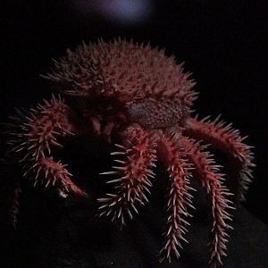 Japanese Porcupine Crab (Paralomis histrix)