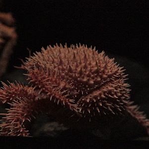 Japanese Porcupine Crab (Paralomis histrix)