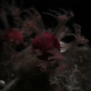 Mushroom Soft Corals (Anthomastus ritteri)