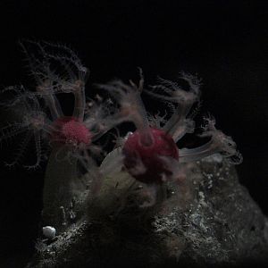 Mushroom Soft Corals (Anthomastus ritteri)