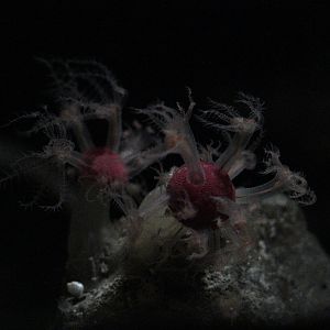Mushroom Soft Corals (Anthomastus ritteri)
