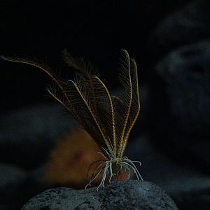 Feather Star (Florometra serratissima)