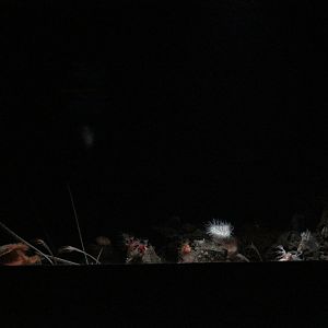 Muddy Bottom Habitat Tank