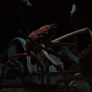 Giant Japanese Spider Crab (Macrocheira kaempferi)