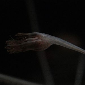 Droopy Sea Pen (Umbellula lindahli)