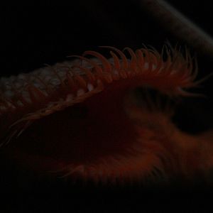 Venus Fly Trap Anemone (Actinoscyphia aurelia)