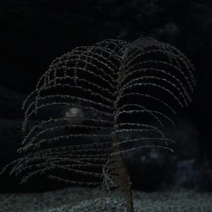 Alternatipathes (coral)