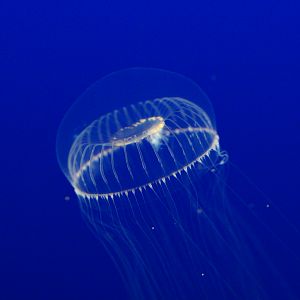Crystal Jelly (Aequorea victoria)