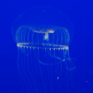 Crystal Jelly (Aequorea victoria)