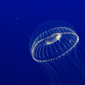 Crystal Jelly (Aequorea victoria)