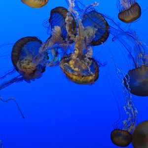 Pacific Sea Nettles (Chrysaora fuscescens)