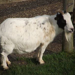 Domestic Goat - Zooparc de Beauval - 03/2022