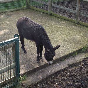 Domestic Donkey - Zooparc de Beauval - 03/2022