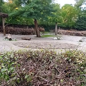 Bactrian Camel and Goitered Gazelle Enclosure