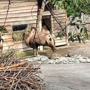 Bactrian Camel and Goitered Gazelle Enclosure