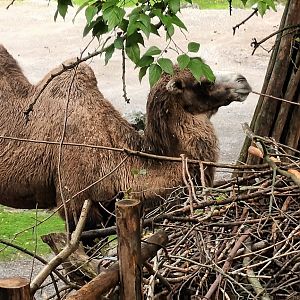 Bactrian Camel