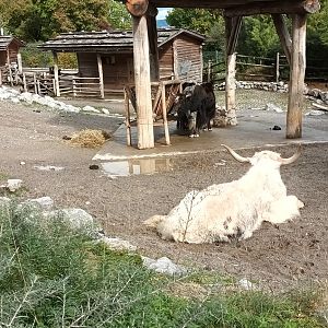 Mongolian Steppe Yaks