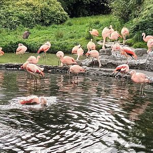 Pantanal Chilean Flamingo Enclosure