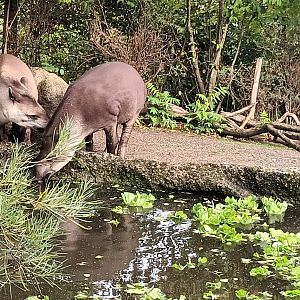 Pantanal Capybara and Brazilian Tapirs