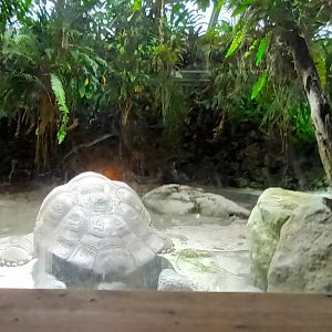 Tortoise House Galapagos giant Tortoise