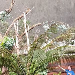 Australia first new Koala indoor Enclosure