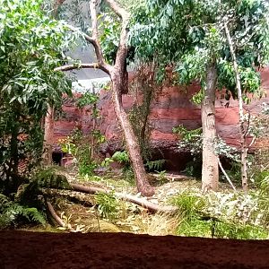 Australia second new indoor Koala Enclosure