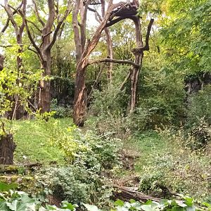 Sangay Brown noased Coati and Andean Bear Enclosure