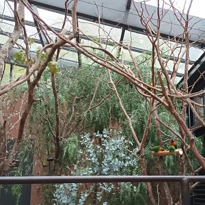 Australia Inside the walkthrough Rainbow Lorikeet Aviary