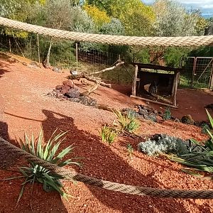 Australia Bennetts Wallabys