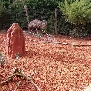 Australia Emu