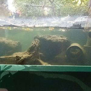 Eurasian river Otter underwater viewing Window